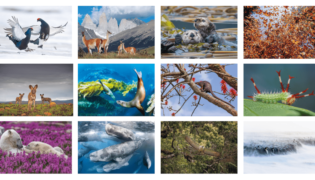 WWF Jahreskalender_2026 Übersicht