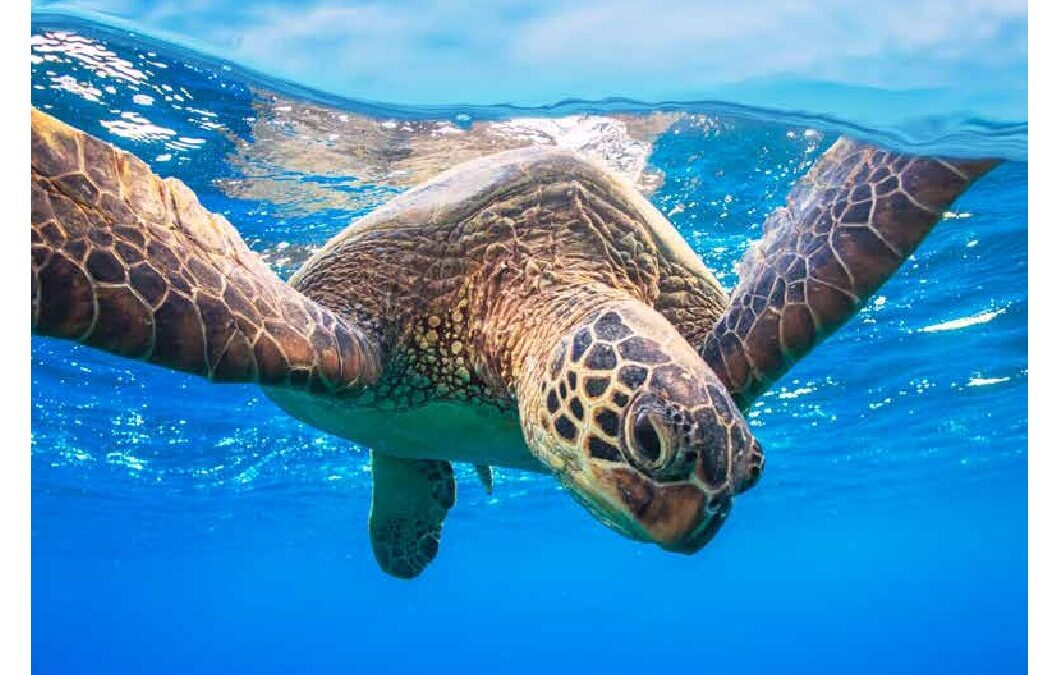 WWF-at_PANDA_MAGAZIN_2025_3