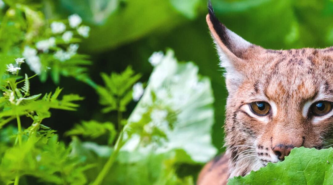Eurasischer Luchs lauert Beute auf