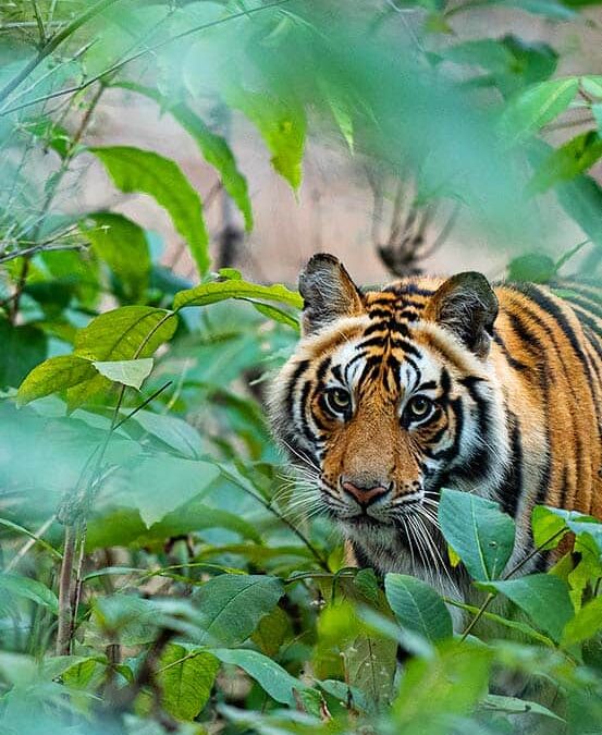 Tiger (c) Suyash Keshari / WWF-International