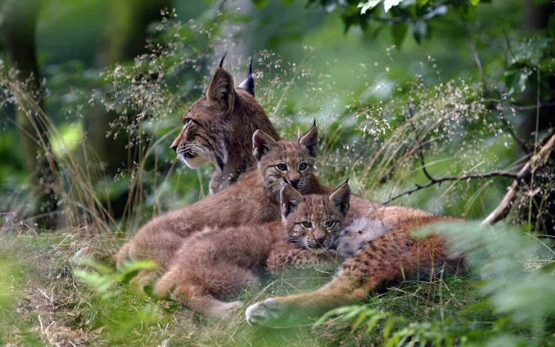Luchsmutter und Jungtiere (c) AdobeStock_26909295