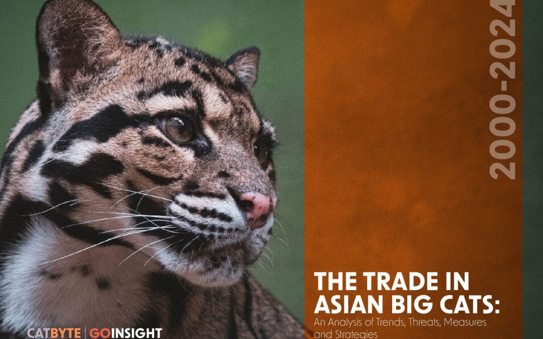 The Trade in Asian Big Cats