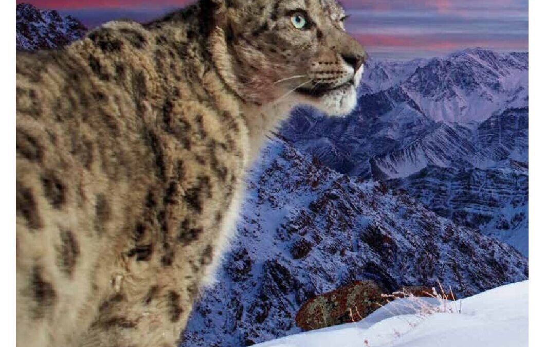 WWF-at_PANDA_MAGAZIN_2025_4