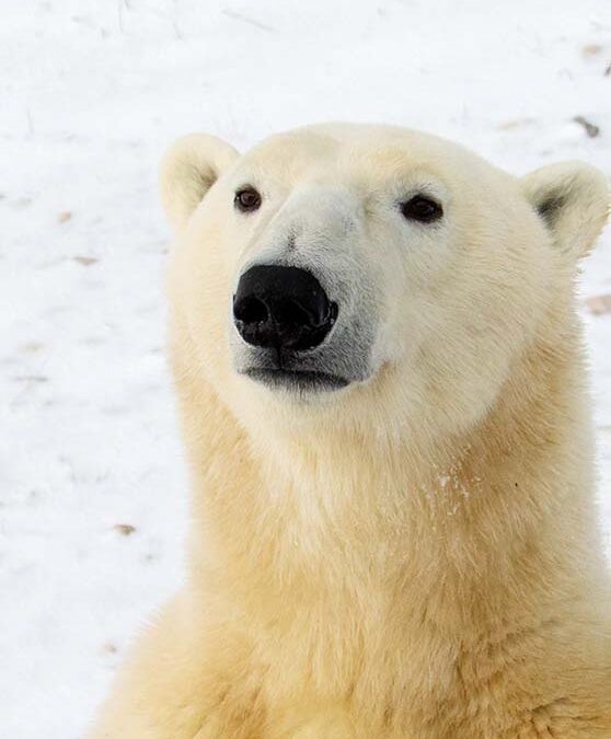 wwf-at_Eisbär_Startseite-mobil_(c)WWF-US_Tara Zokaie