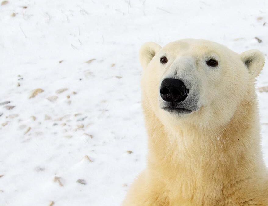 wwf-at_Eisbär_Startseite-tablet_(c)WWF-US_Tara Zokaie