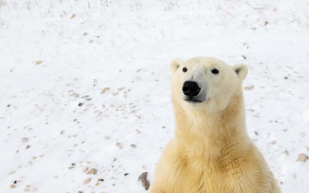 wwf-at_Eisbär_Startseite_(c)WWF-US_Tara Zokaie