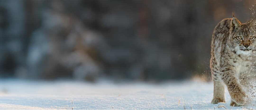 Der Luchs verschwindet