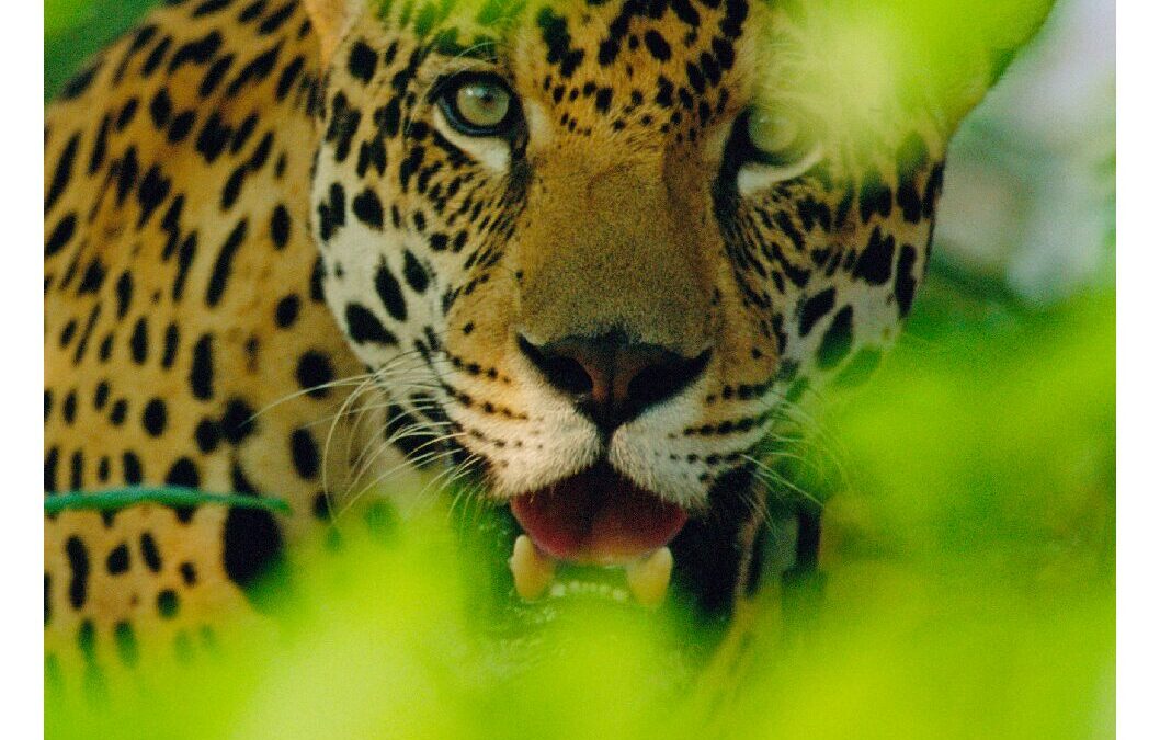 wwf-at_PANDA-MAGAZIN_Mediadaten_2_2026