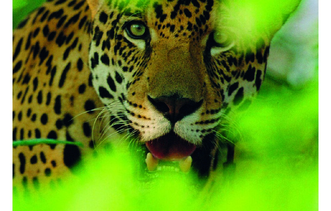 wwf-at_PANDA-MAGAZIN_Mediadaten_2_26