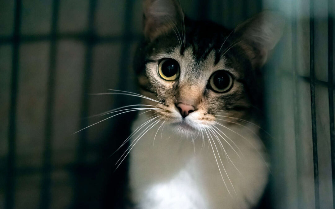 Verängstigte Katze im dunklen Umfeld