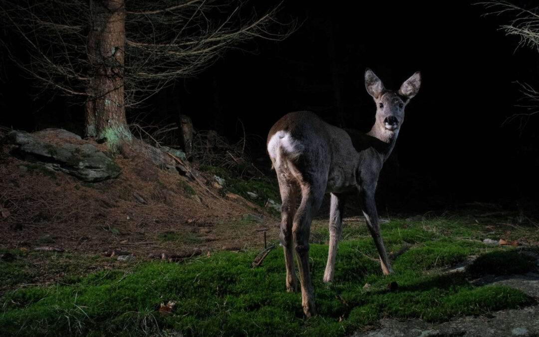 Reh in nächtlicher Lichtung