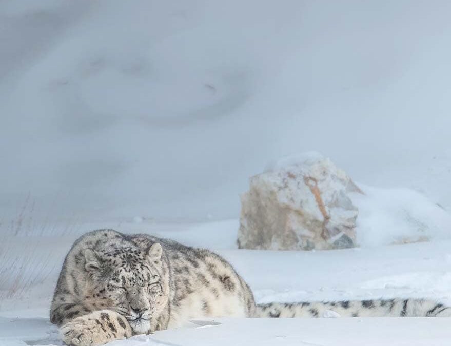Schneeleopard schläft im Schnee (c)Muhamad Osama WWF