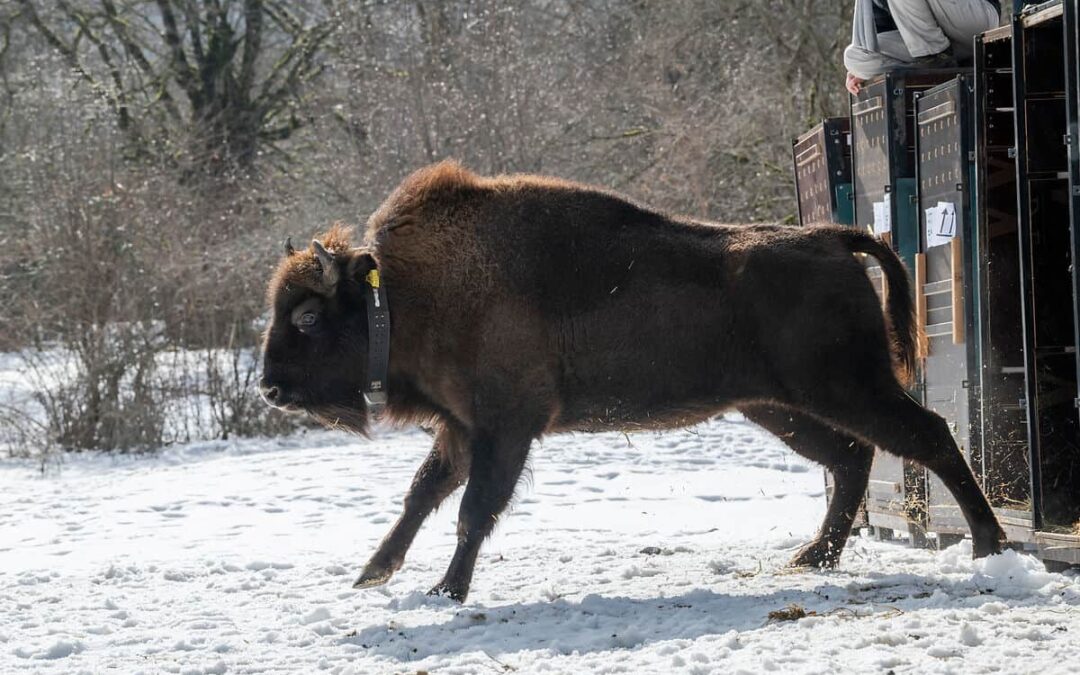 Wisent Ina läuft aus der Box. (c) Emil KHALILOV
