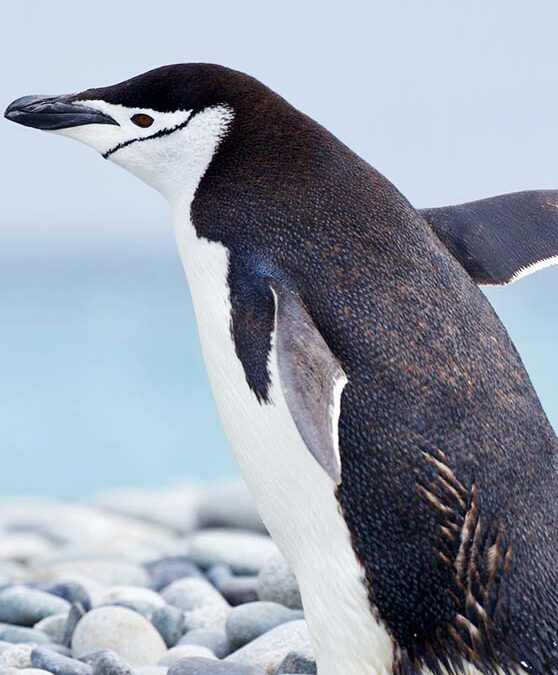 Pinguin (c)WWF-Aus _ Chris Johnson