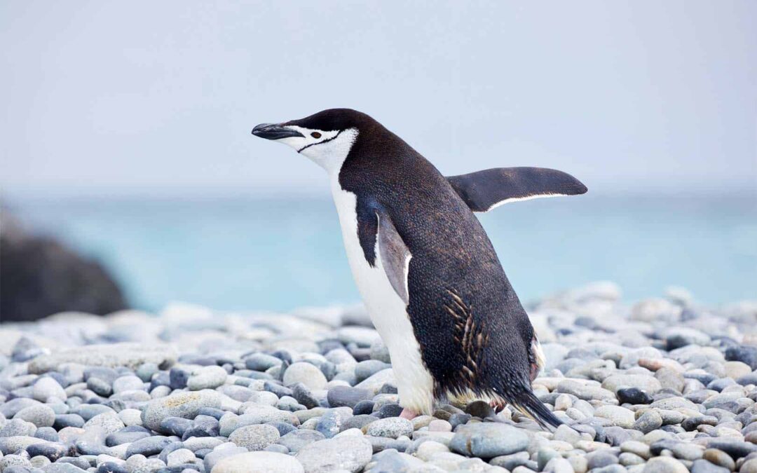 Pinguin (c)WWF-Aus _ Chris Johnson