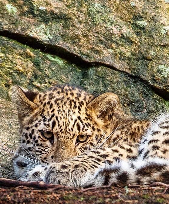 Persischer Leopard (c) Ola Jennersten/ WWF-Sweden