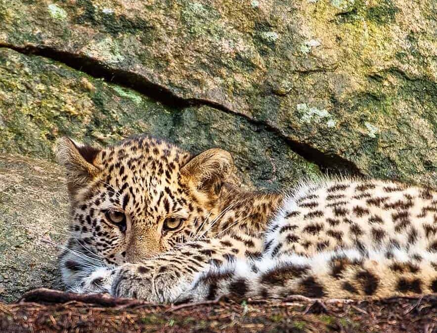 Persischer Leopard (c) Ola Jennersten/ WWF-Sweden