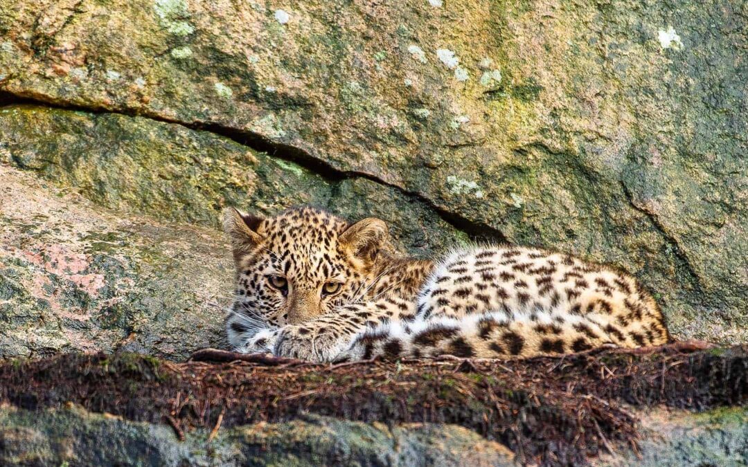 Persischer Leopard (c) Ola Jennersten/ WWF-Sweden