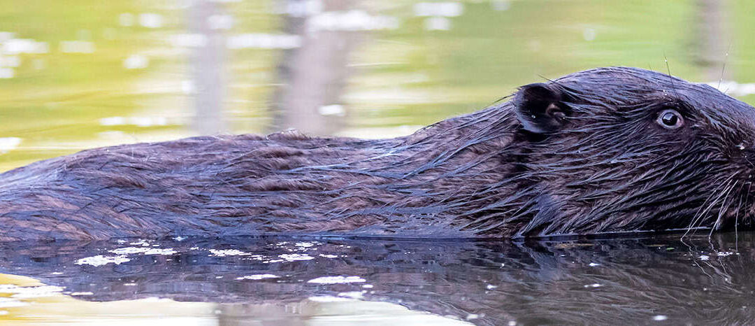 Biber (c) AdobeStock_318935510