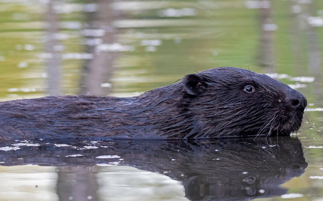 Biber (c) AdobeStock_318935510