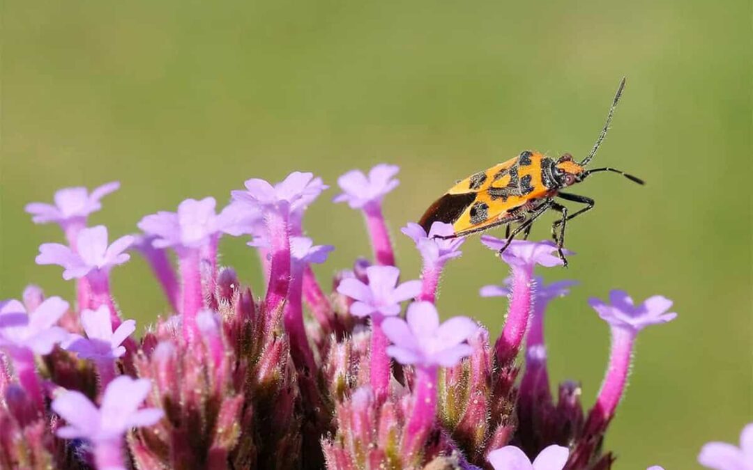 Zimtwanze (c) Makrowilli