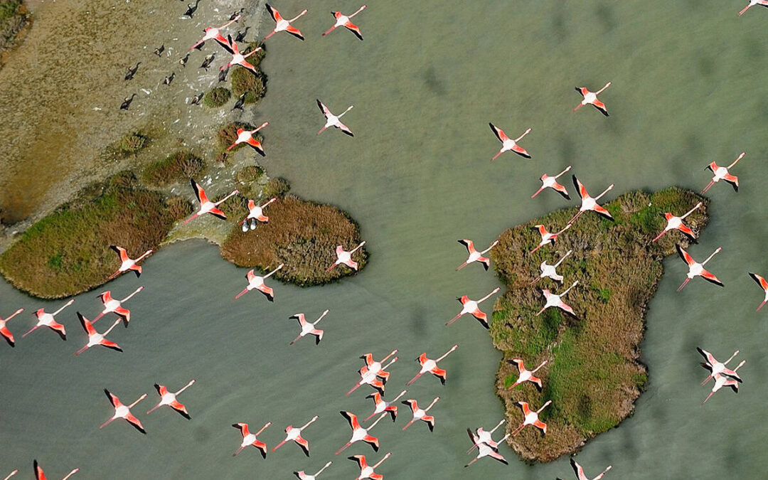 Flamencos Doñana © Diego López – WWF España