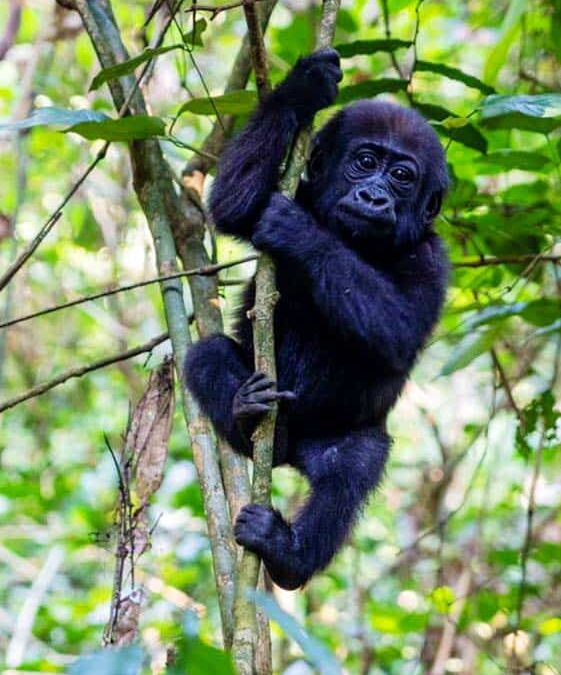 Westlicher Flachlandgorilla (c)WWF-US_Allard Blom