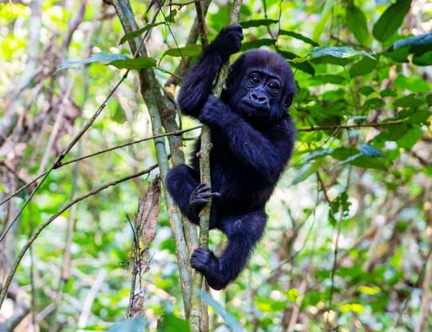 Westlicher Flachlandgorilla (c)WWF-US_Allard Blom