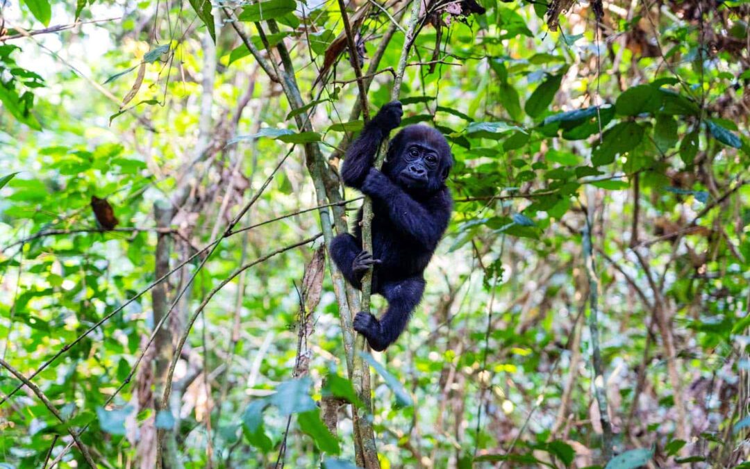 Westlicher Flachlandgorilla (c)WWF-US_Allard Blom