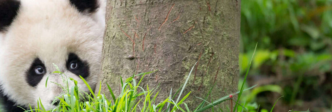 wwf-at_Großer Panda versteckt hinter einem Baum_1620x364 (c) Richard Barrett -WWF-UK