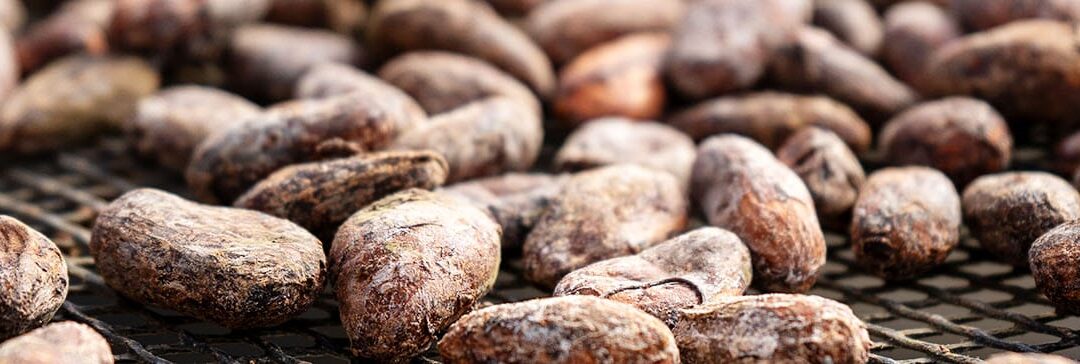 Kakaobohnen beim Trocknen (c) Catalina Castro