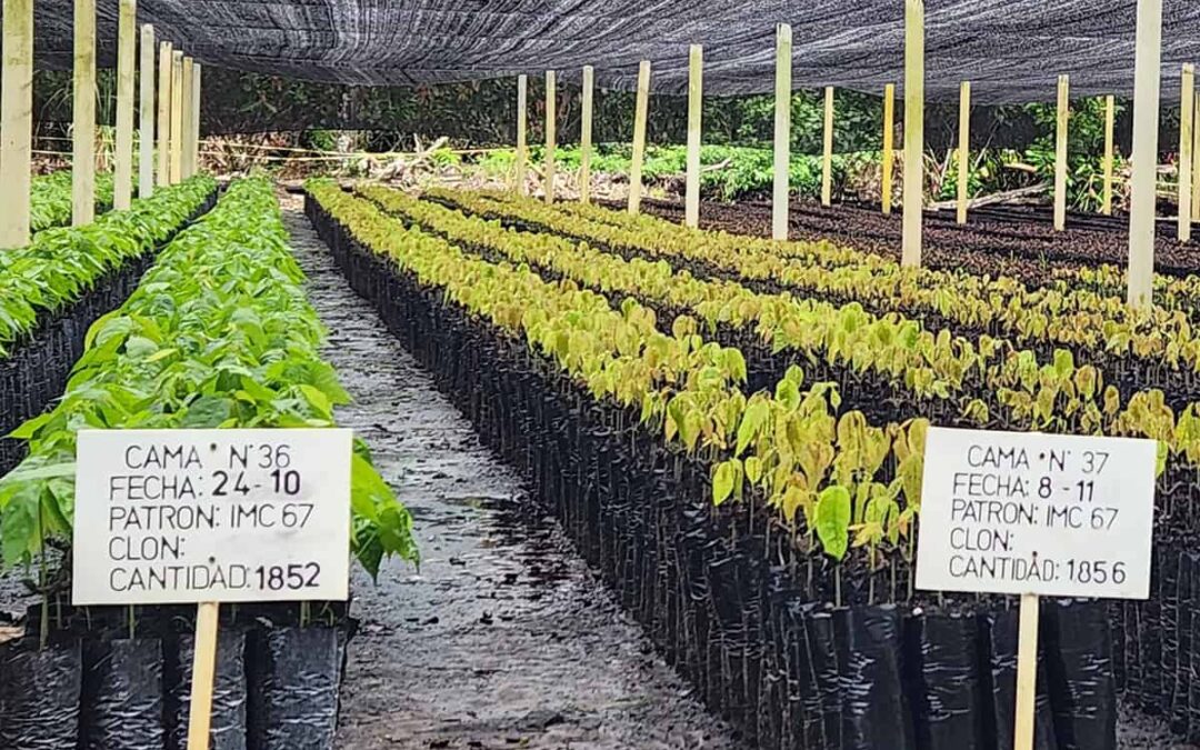 Pflanzenaufzucht (c) WWF Colombia Paula Siabato