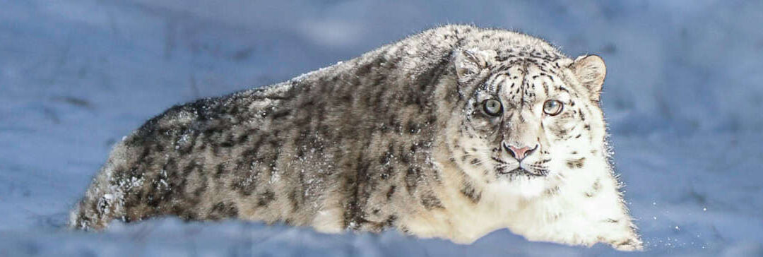 Schneeleopard im Schnee