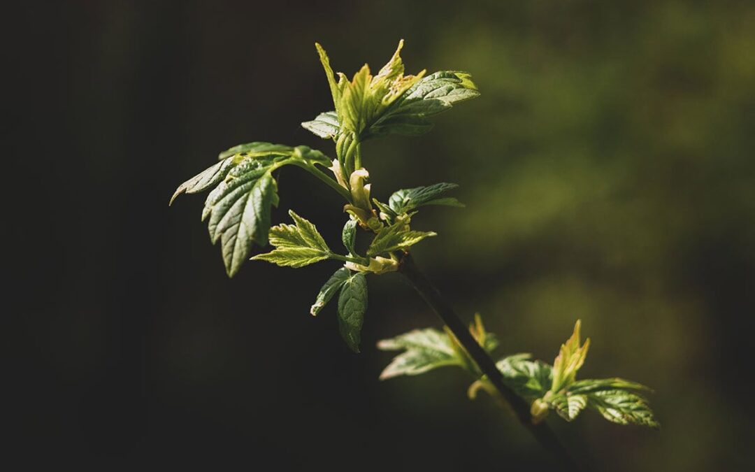 Ast mit grünen Blättern (c) AdobeStock_425269906