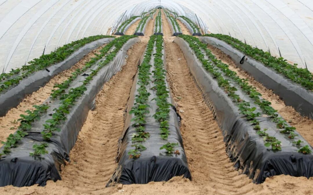 Blick in einen Folientunnel in dem Erdbeeren wachsen (c) AdobeStock_385769778