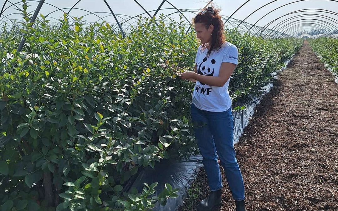 WWF Mitarbeiterin im Folientunnel für Beere in der Donana (c) WWF