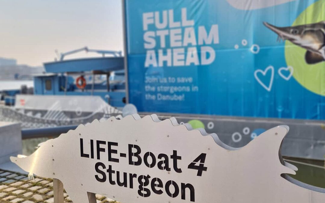 LIFE Boat Sturgeon in Wien (c) WWF Oesterreich