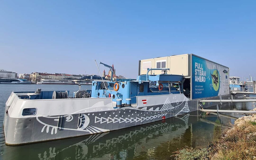 LIFE Boat Sturgeon in Wien (c) WWF Oesterreich