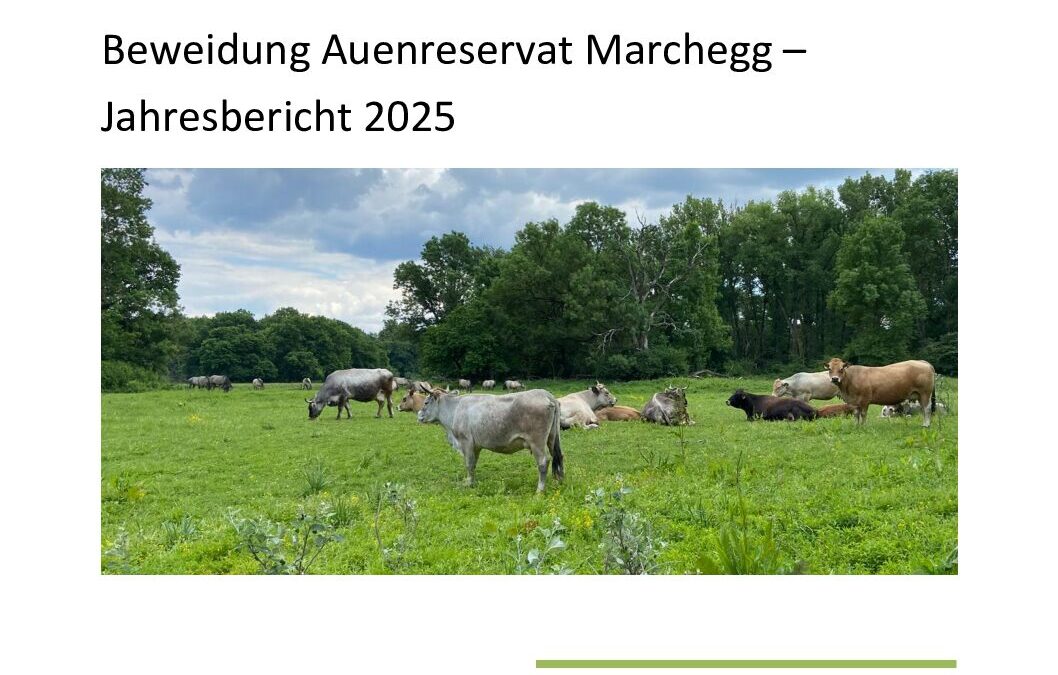 Weidebericht Auenreservat Marchegg 2025
