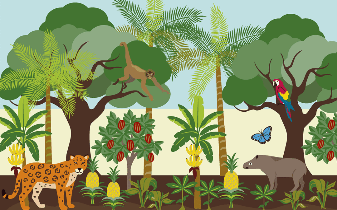 Illustration einer Agroforstwirtschaft (c) message.at