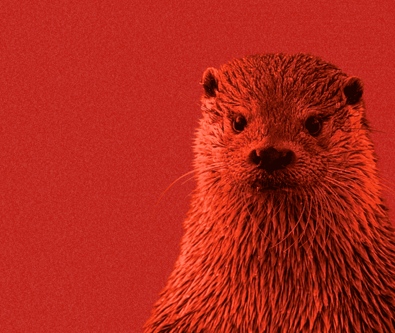 Fischotter auf rotem Hintergrund