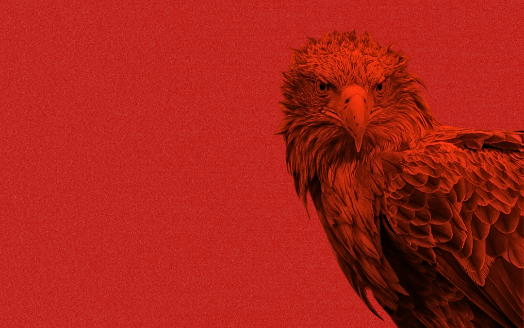 Seeadler auf rotem Hintergrund