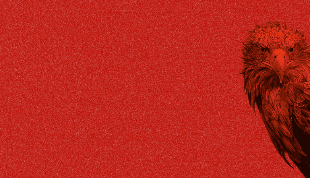 Seeadler auf rotem Hintergrund