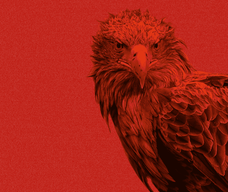 Seeadler auf rotem Hintergrund