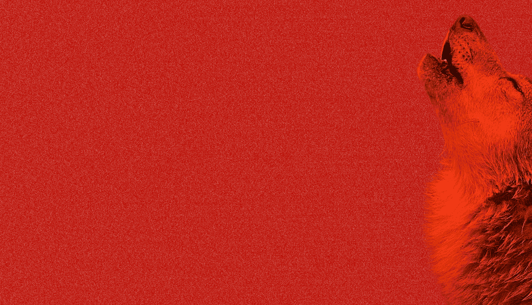 Wolf auf rotem Hintergrund