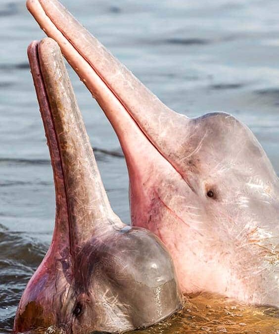 wwf_Flussdelfine_Startseite-mobil_(c)Shutterstock