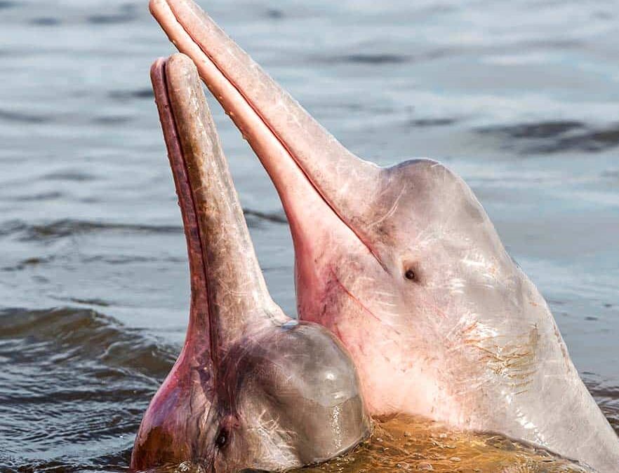 wwf_Flussdelfine_Startseite-tablet_(c)Shutterstock