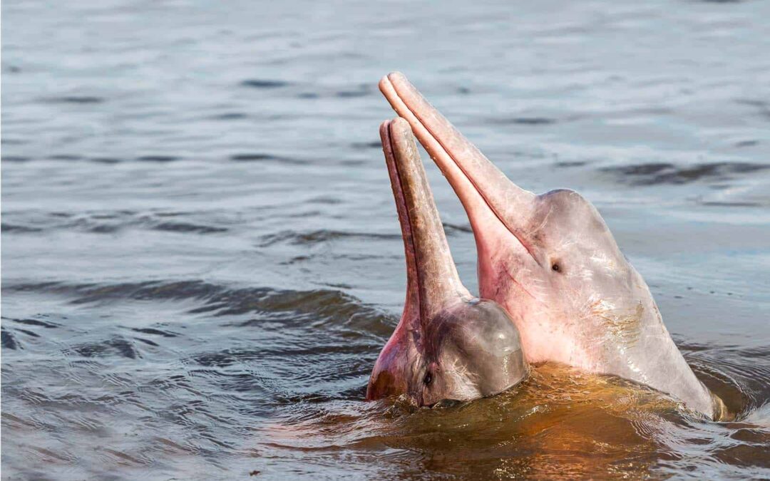 wwf_Flussdelfine_Startseite_(c)Shutterstock