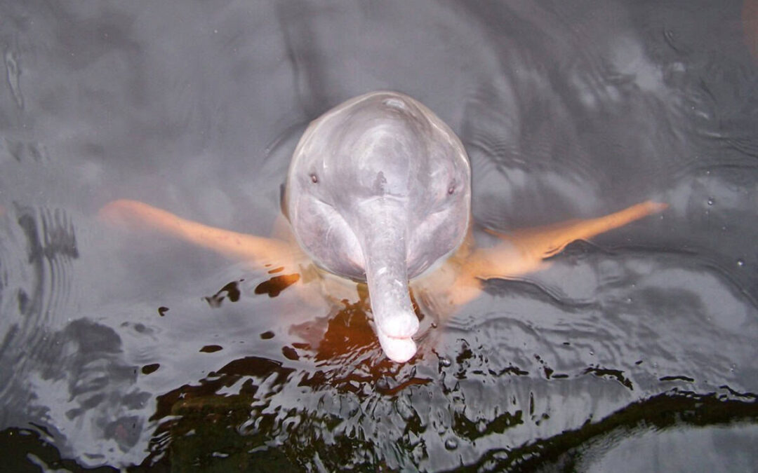 wwf_at_Flussdelfin_-c-Franko Petri_WWF