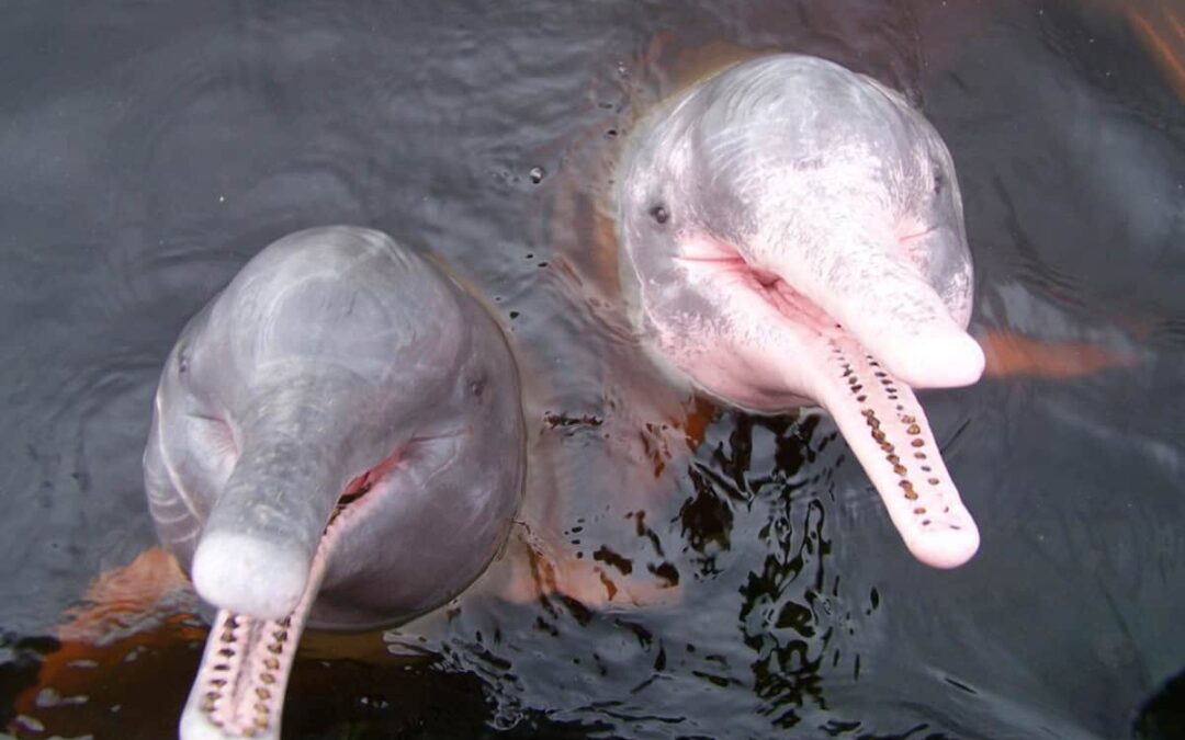 wwf_at_Flussdelfine_-c-Franko Petri_WWF